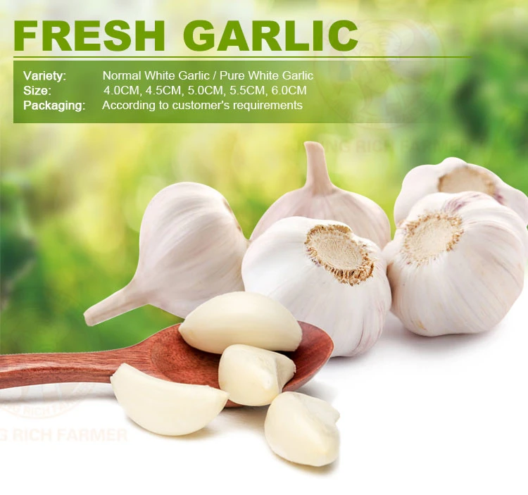 2022 New Crop Top Quality 4.5cm, 5.0cm, 5.5cm, 6.0cm Chinese White Fresh Garlic From Jining Rich Farmer