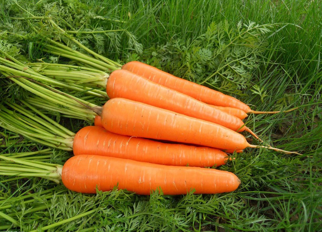 High Quality Chinese New Crop Fresh Carrot for Export