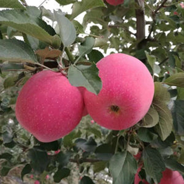 Red Delicious FUJI Apple 2021 Fresh Apple