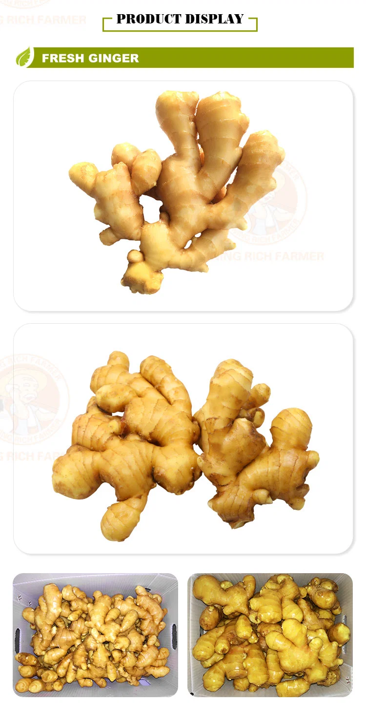 New Crop Fresh Ginger for Sale - Ginger Root Superior Quality From Brazil - Spicy and Fragrant Flavor