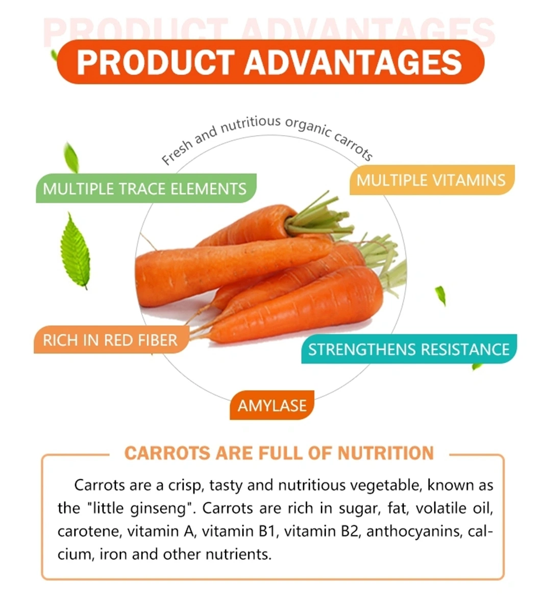 Wholesale Price Vitamin Sweet Carrot Vegetable Fresh Carrot