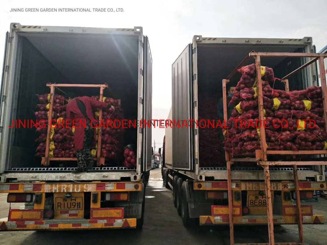 Whole Wholesale Red Yellow White Green Skin Crop Peeled Purple Organic Frozen Fresh Vegetable Onion Price From Factory Supplier