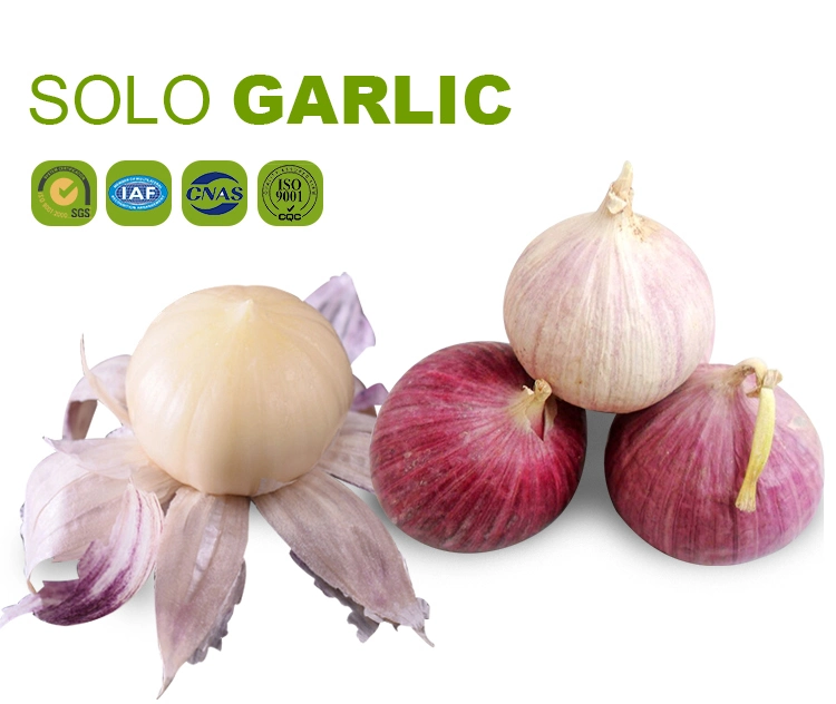 Solo Garlic From Yunnan China New Crop Single Clove, One Clove Health Nature Farm Product Strong Garlic Flavour Good Spice