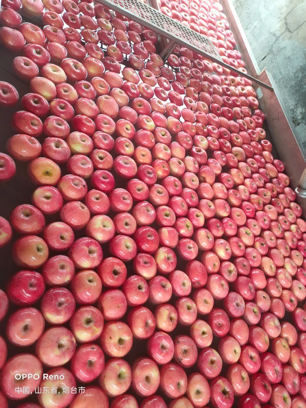 2020 Fresh Fruit Red FUJI Apples From China