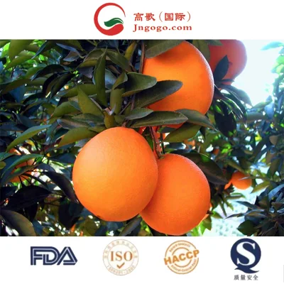 Vendre les meilleurs fournisseurs d'oranges navel fraîches biologiques