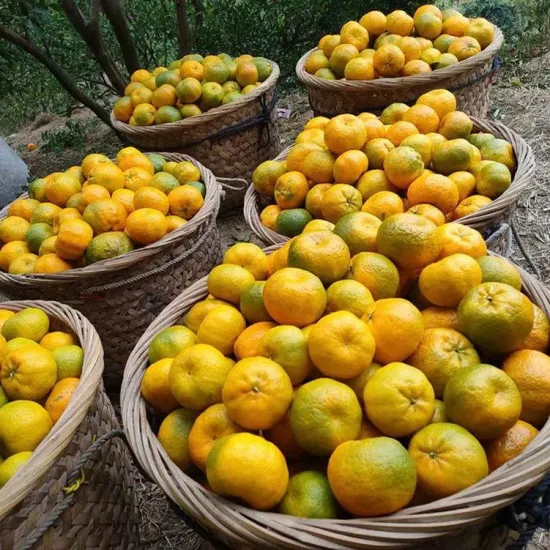 Meilleur Pokan Yongchun sucré, mandarine fraîche de qualité A