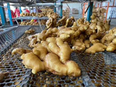 Gingembres chinois séchés à l'air libre et aux légumes frais