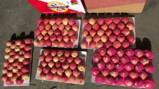 Pomme FUJI fraîche nouvelle récolte avec emballage en carton