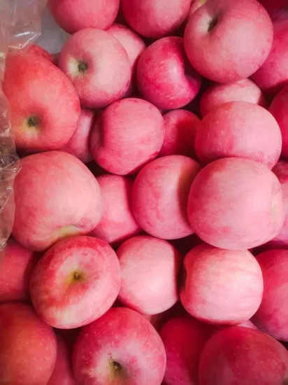 Gros frais séchés en dés cristal rouge étoile vert Huaniu doré délicieux Gala Qinguan FUJI pomme prix du fournisseur d'usine