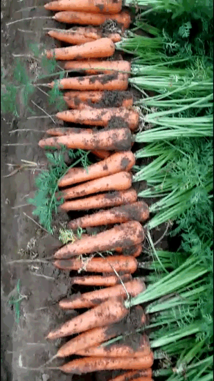 2021 Nouvelle récolte de carottes fraîches de qualité supérieure, prix le plus bas de Chine 80