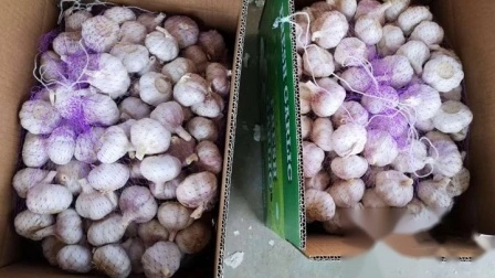 Nouveau Vente en gros Shandong bon prix exportation Solo pur pelé frais séché Normal/Super blanc déshydraté ail