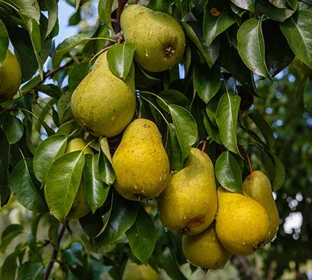 Poire fraîche de nouvelle récolte chinoise en saison de vente