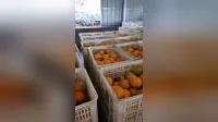 Orange nombril de fruits frais du Shandong Chine