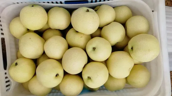 Fruits de poire Qiuyue de couronne fraîche de Chine avec raisin orange pomme ISO HACCP