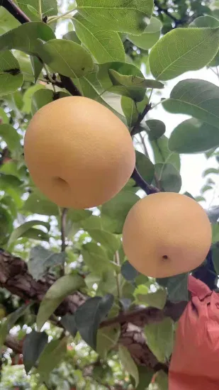 Carton de 9 kg de poire Asain sucrée et juteuse de la nouvelle saison